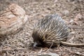 the echidna is walking around looking for ants
