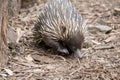 the echidna is walking around looking for ants to eat