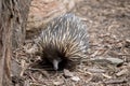 the echidna is walking around looking for ants to eat