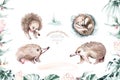 Echidna watercolor Australian animal. Isolated illustration on white background. illustration for kids, Nursery art.