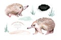 Echidna watercolor Australian animal. Isolated illustration on white background. illustration for kids, Nursery art.