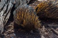 Echidnas at Cleland wildlife park near Adelaide, Australia Royalty Free Stock Photo