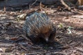 Echidnas at Cleland wildlife park near Adelaide, Australia Royalty Free Stock Photo