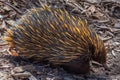 Echidnas at Cleland wildlife park near Adelaide, Australia Royalty Free Stock Photo