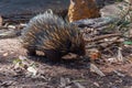 Echidnas at Cleland wildlife park near Adelaide, Australia Royalty Free Stock Photo