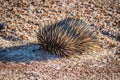 Echidnas, sometimes known as spiny anteaters, belong to the family Tachyglossidae Royalty Free Stock Photo