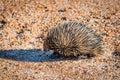 Echidnas, sometimes known as spiny anteaters, belong to the family Tachyglossidae Royalty Free Stock Photo