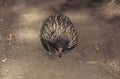 ECHIDNE A NEZ COURT tachyglossus aculeatus