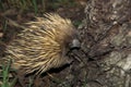 ECHIDNE A NEZ COURT tachyglossus aculeatus