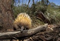 ECHIDNE A NEZ COURT tachyglossus aculeatus