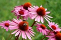 Echinacea Royalty Free Stock Photo