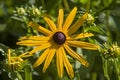 Echinacea - an ancient medicinal plant