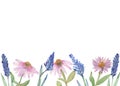 Echinacea angustifolia and lavender purple watercolor banner of pink Echinacea flowers isolated on white background. Royalty Free Stock Photo