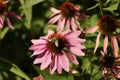 Echinacea angustifolia pink flowers with a bee on one, with greenery and bright Royalty Free Stock Photo