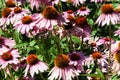 Echinacea angustifolia pink flowers various with greenery and bright sun on them Royalty Free Stock Photo