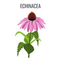Echinacea ayurvedic herbaceous flowering plant isolated on white