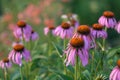 Echinacea on the background of blurred greenery Royalty Free Stock Photo