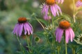 Echinacea on the background of blurred greenery Royalty Free Stock Photo