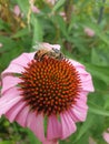 Echinacea and a bee seen from above