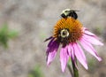 Echinacea in bloom