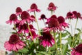 Echinacea blooming