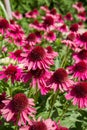 Echinacea blooming