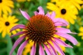 Echinacea and Brown Eyed Susan