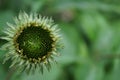 Echinacea bud Royalty Free Stock Photo