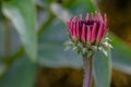 Echinacea Bud Royalty Free Stock Photo