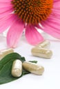 Echinacea capsules