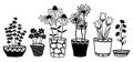 Echinacea, chamomile, schefler, noble hepatica, zephyrantes, stokesia in pots. Vector icon on white background