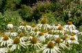 Echinacea cone flowers in the garden at Chateau de Villandry in the Loire Valley, France. Royalty Free Stock Photo