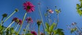 The Echinacea - coneflower close up