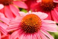 Echinacea Cultivar in Bloom in Northern California Royalty Free Stock Photo