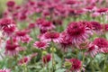 Echinacea Delicious Candy in a square