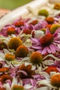 Echinacea