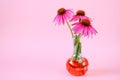 Echinacea extract.echinacea purpurea flowers in a glass laboratory flask on a light pink background.Homeopathy and