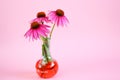 Echinacea extract.echinacea purpurea flowers in a glass laboratory flask on a light pink background.Homeopathy and