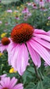 Echinacea in a field of flowers