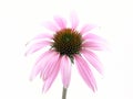 Echinacea flower Royalty Free Stock Photo