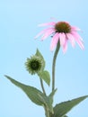 Echinacea flower