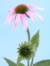 Echinacea flower Royalty Free Stock Photo