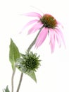 Echinacea flower Royalty Free Stock Photo