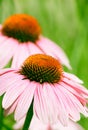 Echinacea Flower