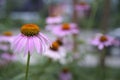 Echinacea flower