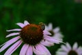 Echinacea flower against soft colorful bokeh background Royalty Free Stock Photo