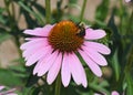 Echinacea flower with bee Royalty Free Stock Photo