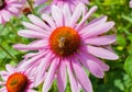 Echinacea flower with a bee Royalty Free Stock Photo