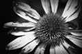 Echinacea Flower Bloom Monochrome Black And White Royalty Free Stock Photo