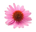 Echinacea flower Royalty Free Stock Photo